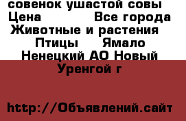 совенок ушастой совы › Цена ­ 5 000 - Все города Животные и растения » Птицы   . Ямало-Ненецкий АО,Новый Уренгой г.